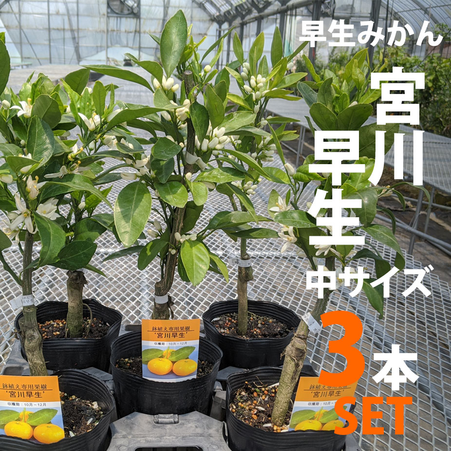 3本セット 柚子の木 鉢植え みかん 苗木 みかん 宮川早生 ベランダで育成 鉢植え 接ぎ木苗 ポット植え 中 温州 果樹 早生 ミカン かみはる園芸 ベランダで早生みかん 鉢植えで縁側でもお手軽に育てられる 全国的によく知られた早生品種の代表的品種 苗木も