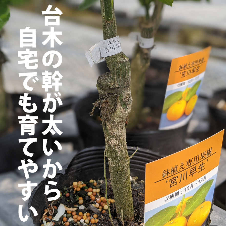 楽天市場 みかん 苗 苗木 宮川早生 ベランダで育成 鉢植え 接ぎ木苗 ポット植え 中 温州 果樹 早生 ミカン かみはる園芸