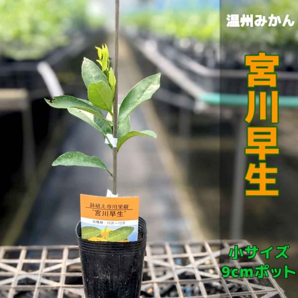 93%OFF!】 ポット苗 中 苗木 鉢植え れもん レモン 果樹 接ぎ木苗 柑橘 マイヤー ガーデニング・農業