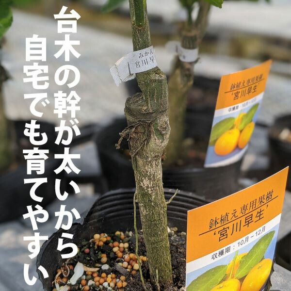 楽天市場 アーモンド 苗木 ダベイ種 おうちでアーモンド栽培 鉢植え 接ぎ木苗 ポット植え 中 15cmポット 落葉苗 家庭菜園 簡単 あーもんど ナッツ かみはる園芸