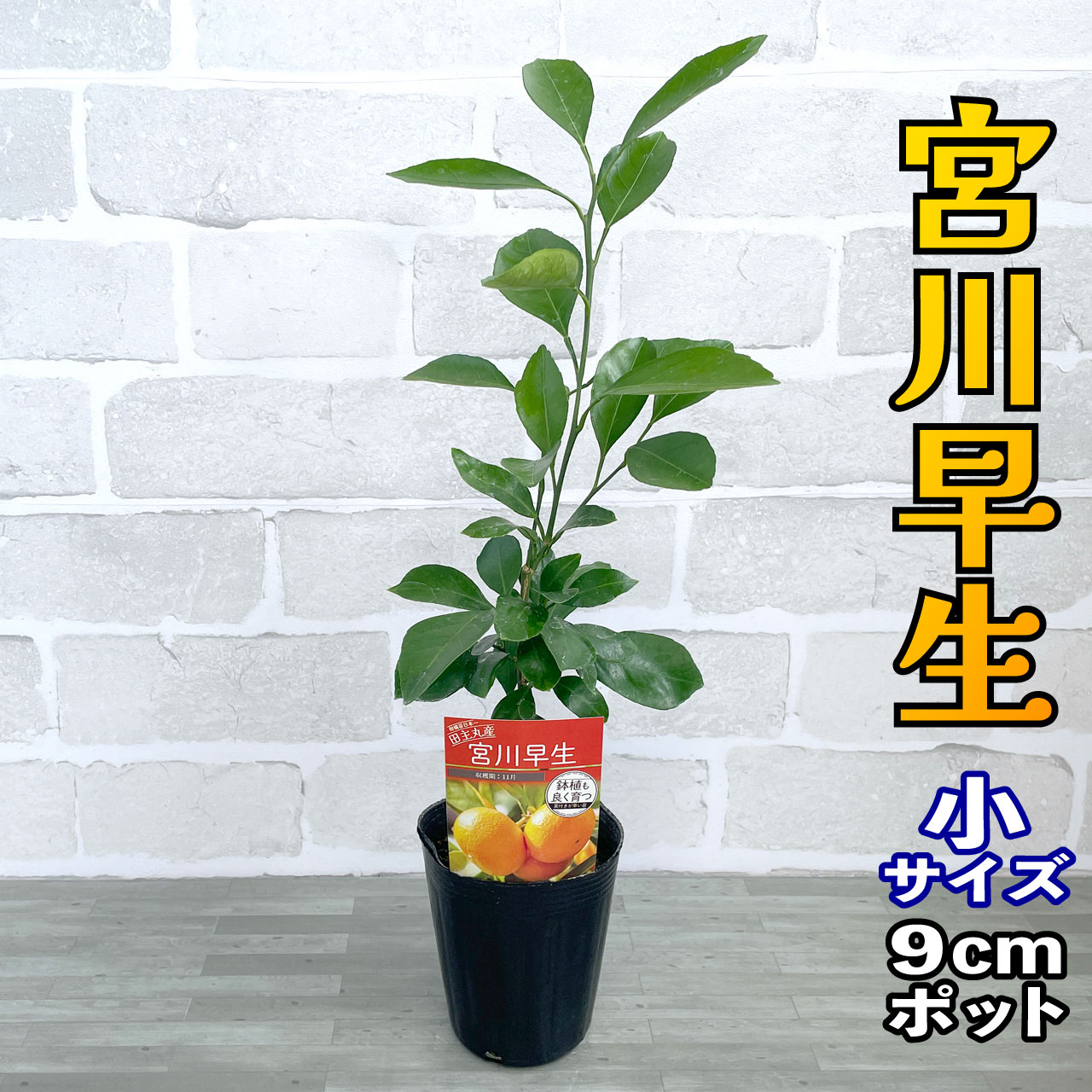 楽天市場】温州みかん 苗木 小原紅早生 [小] 9cmポット
