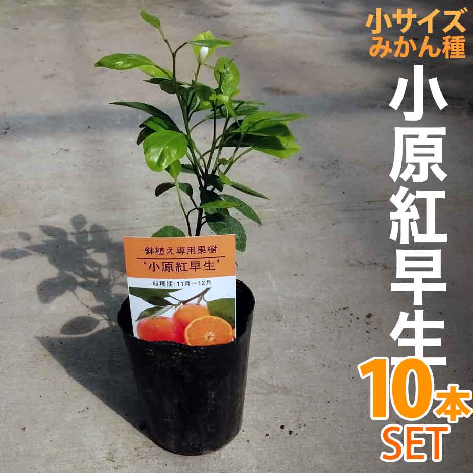 10本セット 早生みかん 苗木 小原紅早生 ベランダで育成 鉢植え 接ぎ木苗 小 9cmポット 温州 果樹 みかん ミカン Cdm Co Mz
