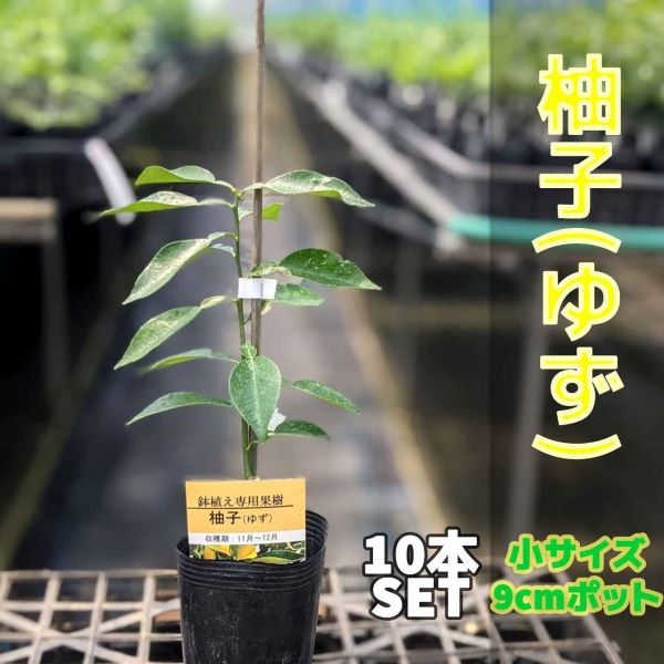 楽天市場 10本セット 柚子 ゆず 苗木 ベランダで育成 柑橘 鉢植え 接ぎ木苗 9cmポット 小 果樹 本柚子 かみはる園芸