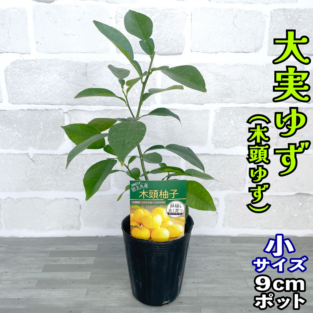ピンクレモネード レモン 新5年生 苗木 ポリポット入り ピンクレモネード レモン 新5年生 苗木 ポリポット入り 苗木・植木