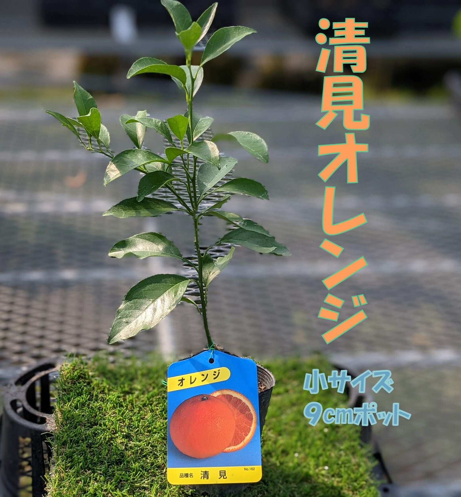 専用です！ブラッドオレンジ モロ 新3年生 21cm ポリポット入 ブラッドオレンジ タロッコ 新3年生 21cm7号ポリポット入り