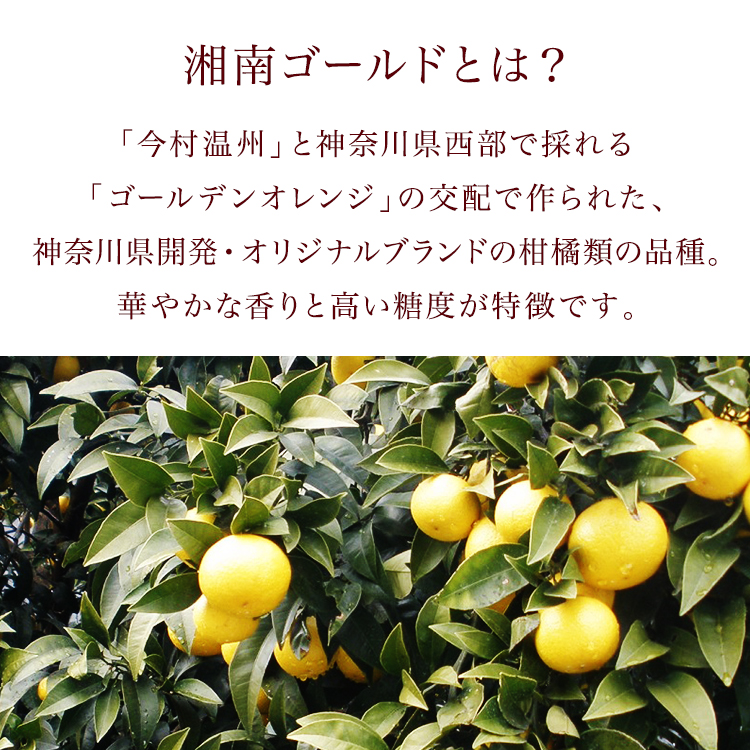 楽天市場 果皮と果汁を贅沢に使用したジャムです 湘南ゴールドジャム 150g 梅の里かみお