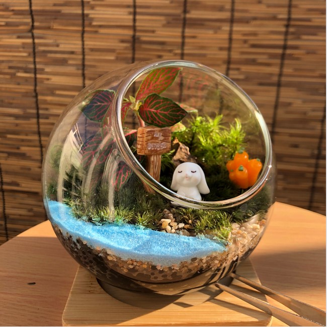 ついに入荷 うさぎのにんじん畑 テラリウムキット コケテラリウム おしゃれ 贈り物 ガラスボウル コケインテリア 母の日ギフト コケテラリウム手作りキット 創作キット 苔インテリア 苔リウム コケリウム 作成キット お誕生日 おうち時間 ステイホーム Awazon Co