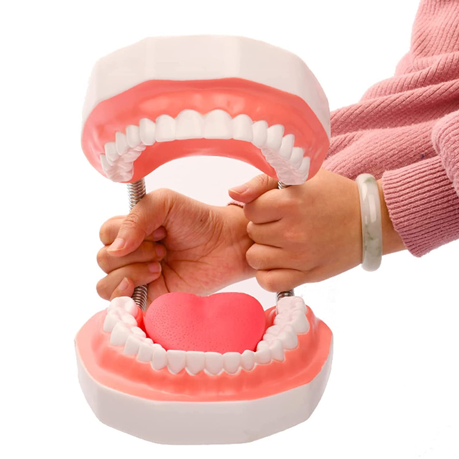 NISSIN DENTAL MODEL 可動式上下顎模型 2色レジン製顎模型 [D51-500E](咬合器なし)｜株式会社ニッシン