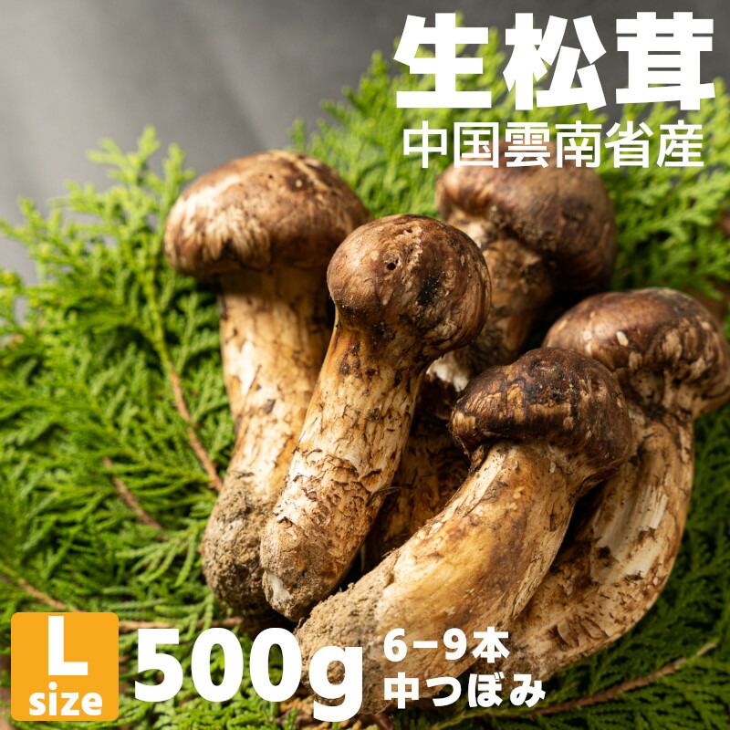 松茸 北海道天然物 ５００グラム ８月１日採取物 - 野菜