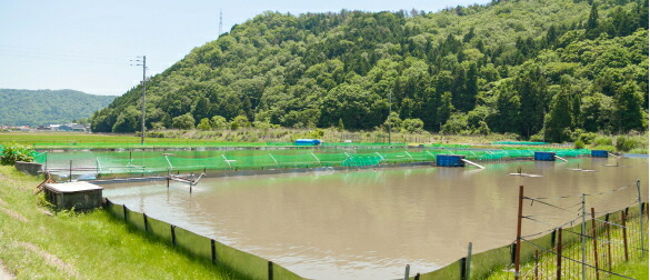 楽天市場 すっぽんサプリ すっぽんまるごと温活美人 1袋60粒 30日分 自然あふれる養殖場から みなさまの美と健康のために カナザワ1961 楽天市場店