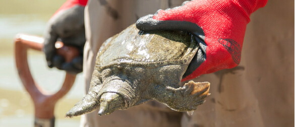 楽天市場 すっぽんサプリ すっぽんまるごと温活美人 1袋60粒 30日分 自然あふれる養殖場から みなさまの美と健康のために カナザワ1961 楽天市場店