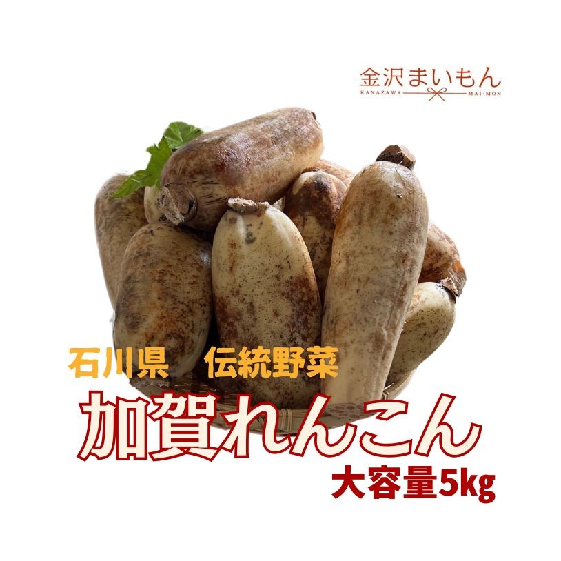 石川県 伝統野菜 加賀れんこん 蓮根 5キロ【送料無料】【新商品】