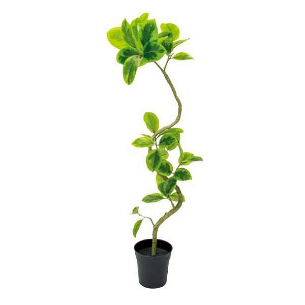 楽天市場】最大1000円OFFクーポン&100%ポイントバック フェイク