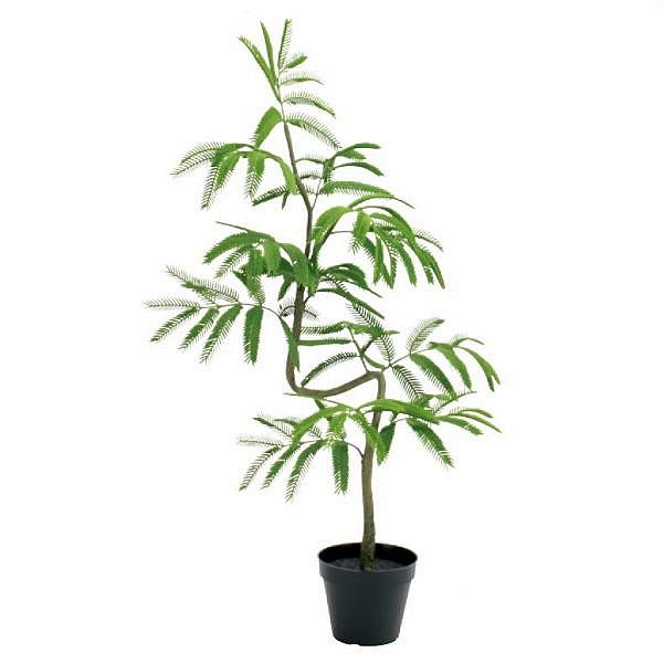 楽天市場】人工観葉植物 エバーフレッシュ 100cm アカサヤネムノキ