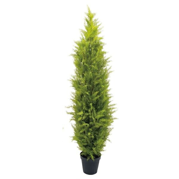 人工観葉植物 ゴールドクレスト 180cm（インテリアグリーン 造花・フェイクグリーン・フェイクプラント）｜フラワーデコレーション　ハセガワ 36,036円