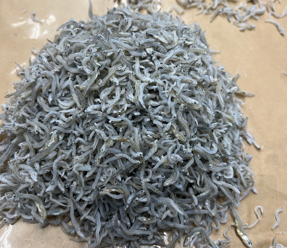 しらす屋の上干しちりめん　１Ｋｇ
