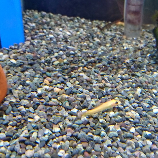 楽天市場 毎日 放射能測定後に出荷しています メダカの砂 天然の鑑賞魚用 水槽の砂 熱帯魚 水草 金魚 メダカ用 3l 約5kg 花の土屋さんカネア