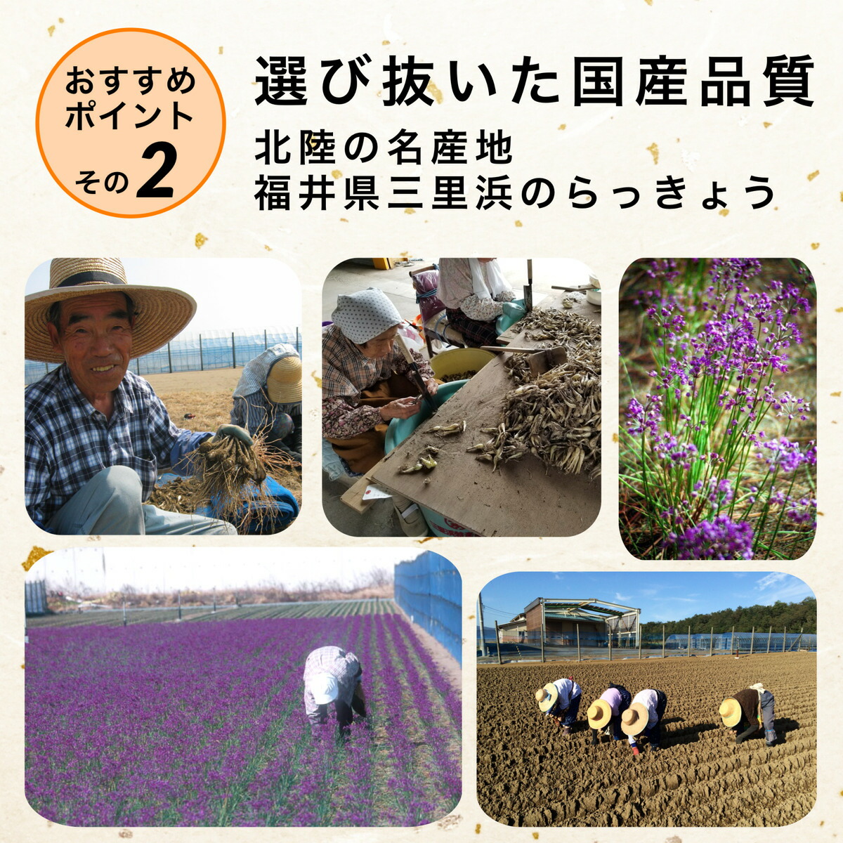 ピリ辛らっきょう国産無添加150g×1袋お試しらっきょう漬け福井三里浜小粒無選別無化調唐辛子はちみつ入りらっきょ小分け食べきり