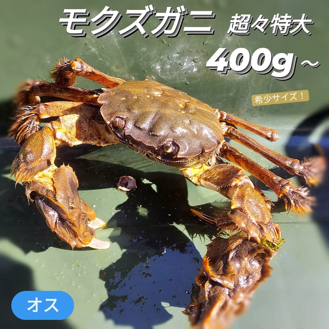 楽天市場 モクズガニ 天然 活 生 1kg 以上 5 6匹前後 上海ガニ 上海蟹 モクズ蟹 もくずがに 雄 オス 大サイズ 国産 兵庫県 藻屑蟹 藻くずガニ 川がに 川蟹 ツガニ ツガネ ケガニ 川ガニ カワガニ ヤマタロウガニ ズガニ ガンチ カニ ツガニ汁 唐揚げ 味噌汁