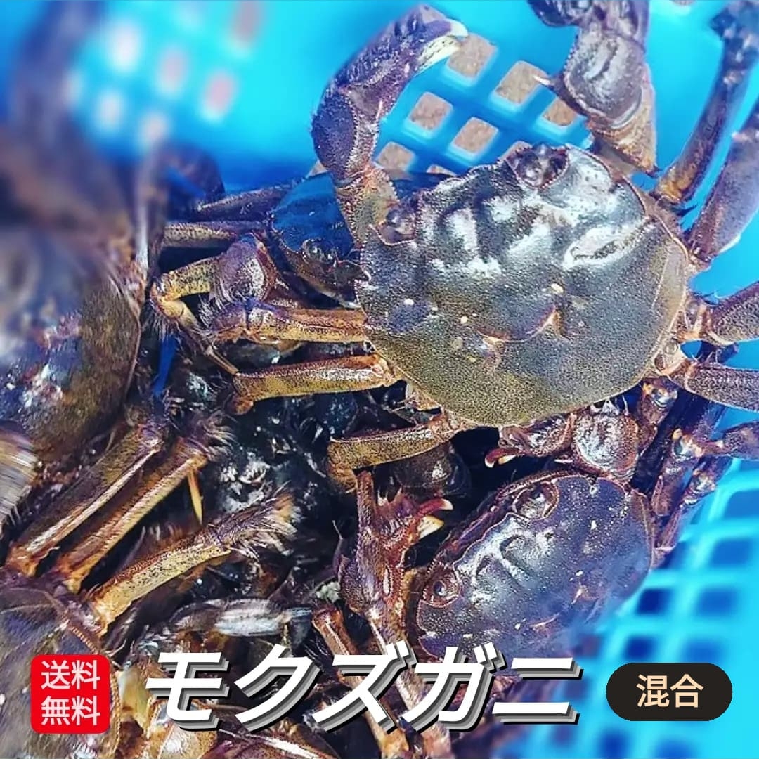 楽天市場】解禁 モクズガニ 天然 活 生 姿 1kg 以上 8～10匹前後 オス 中 サイズ 上海ガニ 上海蟹 モクズ蟹 もくずがに 国産 兵庫県  藻屑蟹 藻くずガニ 川がに 川蟹 ツガニ ツガネ ケガニ 川ガニ カワガニ ヤマタロウガニ ズガニ ガンチ カニ ツガニ汁 :