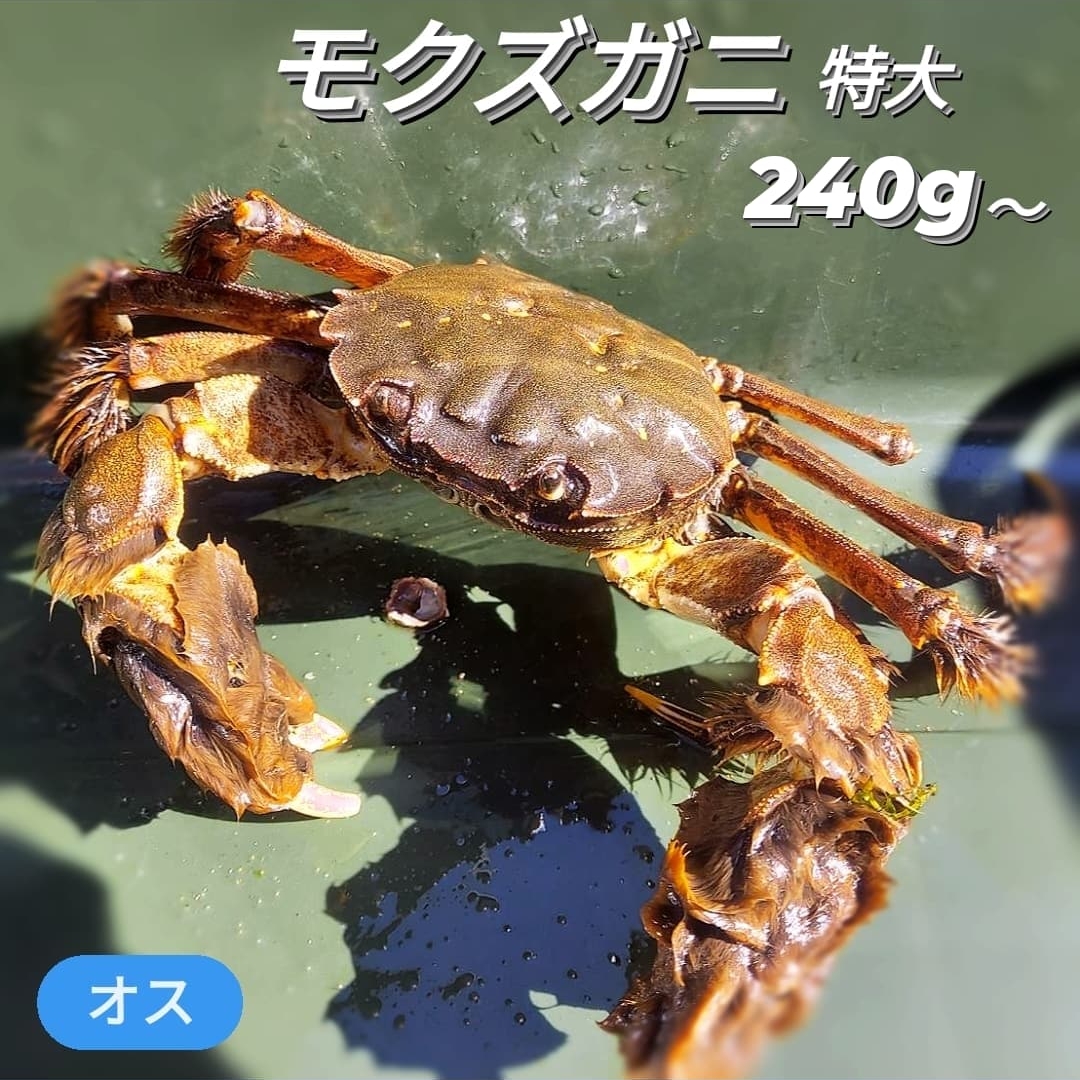 楽天市場】モクズガニ 天然 活 生 300g 前後～ 特大 超特大 1匹 上海ガニ モクズ蟹 もくずがに 国産 兵庫県 藻屑蟹 藻くずガニ 川がに  川蟹 上海蟹 ツガニ ツガネ ケガニ 川ガニ カワガニ ヤマタロウガニ ズガニ ガンチ かに ツガニ汁 唐揚げ 蒸し 希少サイズ :