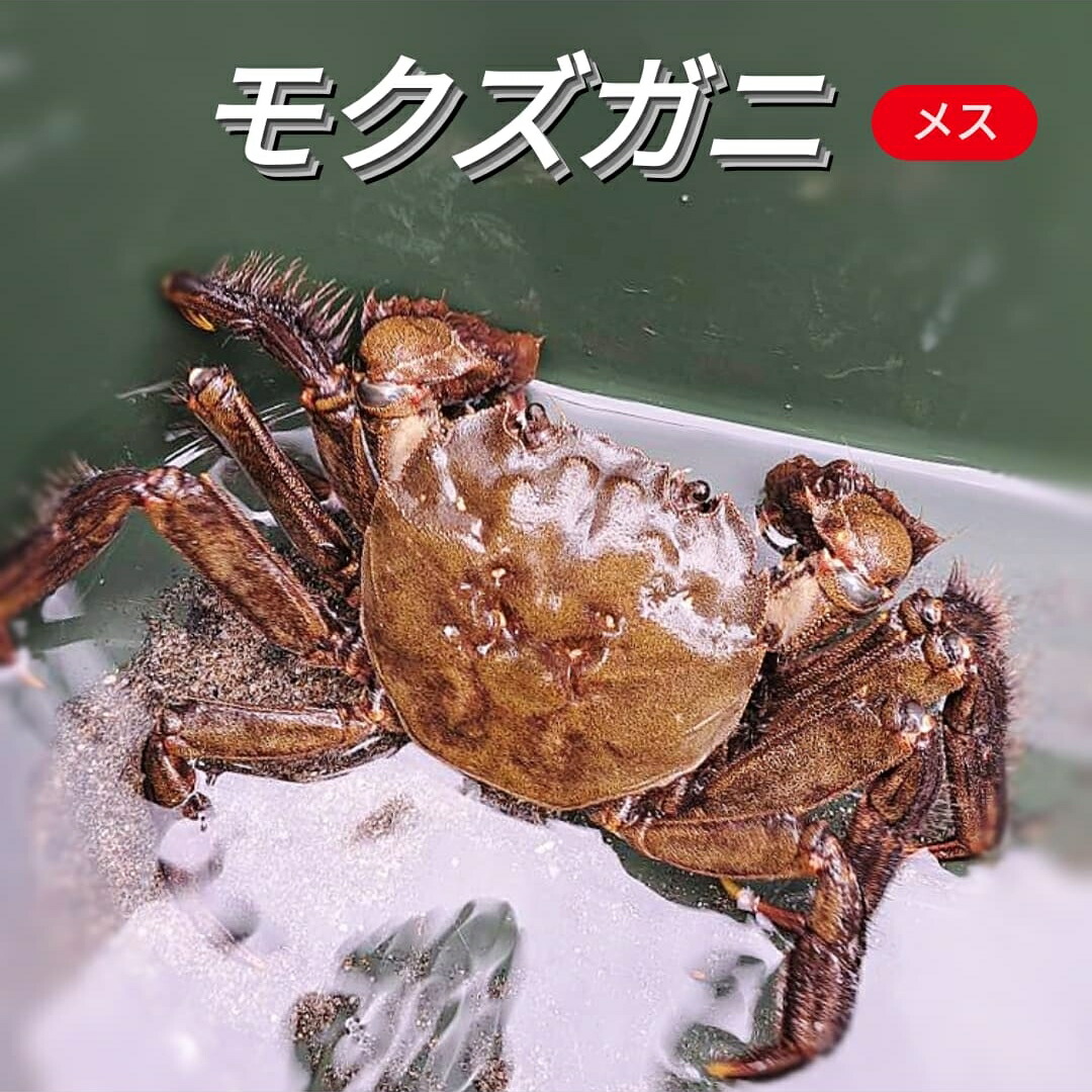 モクズガニ 『4キロ』送料無料 楽天市場】モクズ カニの通販