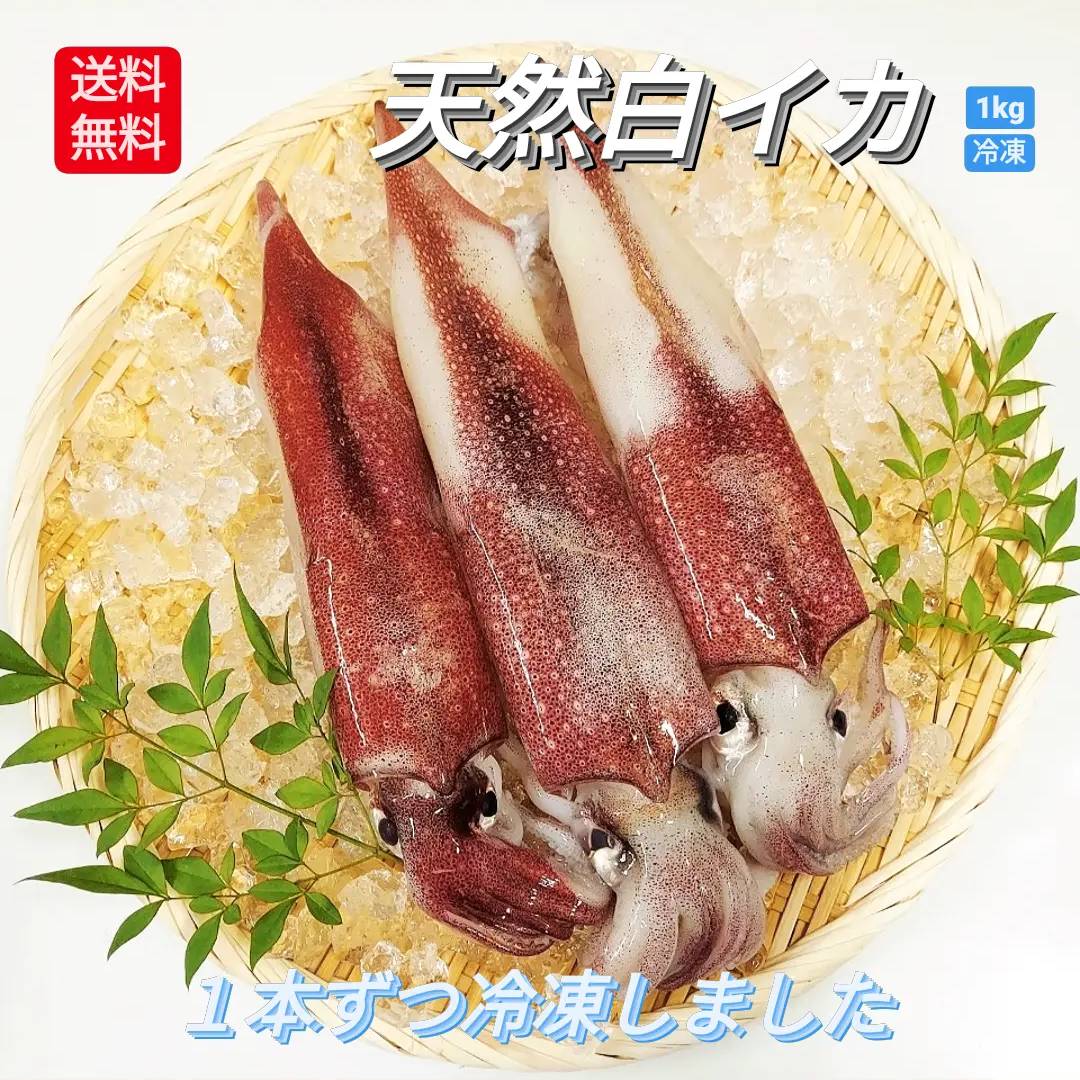 楽天市場】生 活すっぽん 天然すっぽん 活 スッポン すっぽん 鼈 500g 以上 生体 亀 カメ 生きたまま発送 国産 天然 養殖じゃない 最高級品  希少品 活け 未冷凍 2～3人前 1匹丸ごと 姿 すっぽん料理 すっぽん鍋 スタミナ コラーゲン 滋養強壮 美肌 健康 送料込 説明書付 :