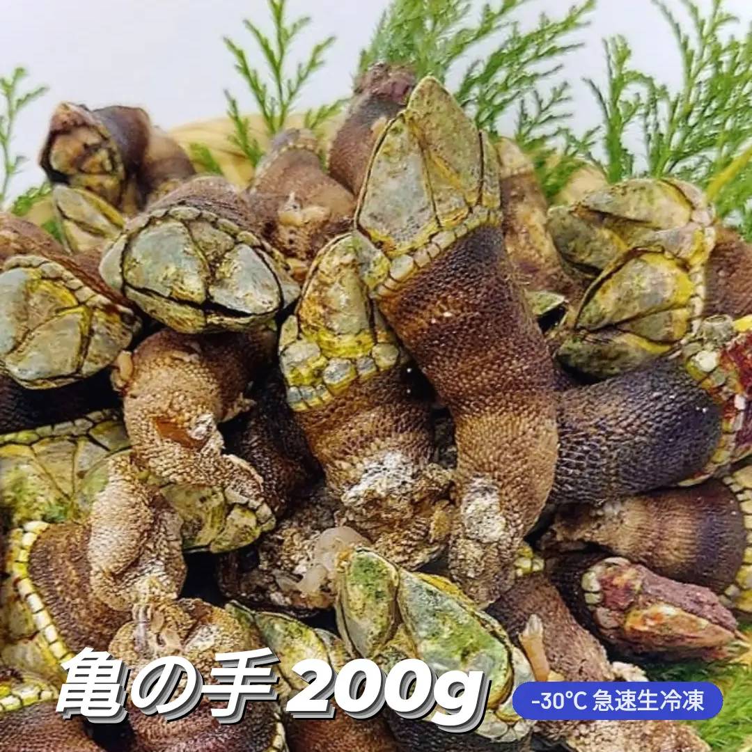冷凍 亀の手 珍味 カメノテ かめのて カメの手 同梱に最適 200g サイズ混ざり お試し 急速生冷凍 高級 希少 ペルセベ ペルセベス 日本海 浜坂産 兵庫県 鳥取県 鷹の爪 ゴジラ 酒の肴 アテ つまみ 甲殻類 簡単レシピ付 食べきり 千円以下 ※【冷凍便】と同梱で送料無料画像