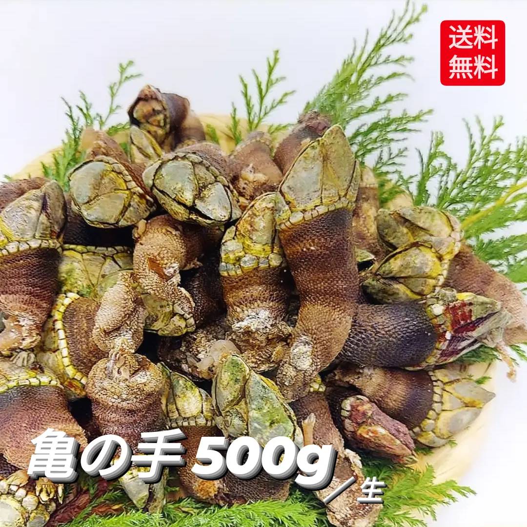 2025 新物入荷 亀の手 カメノテ カメの手 かめのて 生 500g 珍味 採れたて 新鮮 お試し 高級 希少 ペルセベ ペルセベス サイズ混ざり 旨すぎる 美味しい 最高 簡単レシピ付き 鷹の爪 ゴジラ 酒の肴 アテ つまみ 甲殻類 クール便 送料込み画像