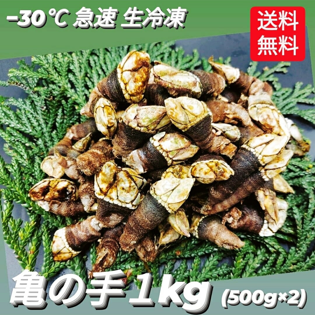 楽天市場 生 カメのテ 亀の手 愛知 他 1kg 豊洲直送 Kamenote1kg亀の手１k 冷蔵 カメノテ Okawari 楽天市場店