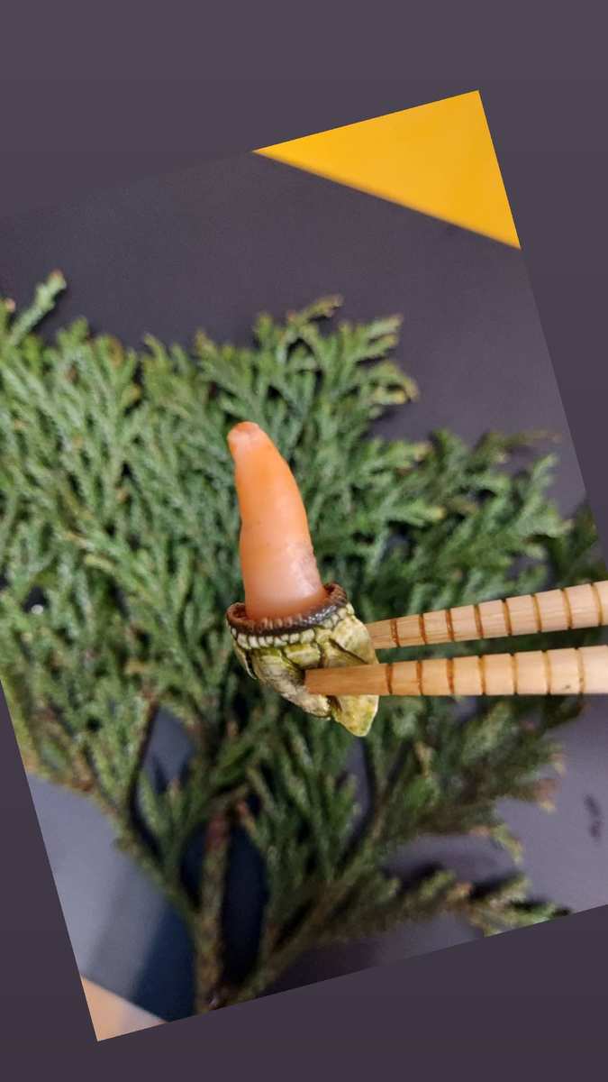 楽天市場 亀の手 珍味 カメノテ かめのて カメの手 500g 混ざり お試し急速生冷凍 珍味 高級 希少 ペルセベ ペルセベス 日本海 浜坂産 兵庫県 鳥取県 鷹の爪 ゴジラ 酒の肴 アテ つまみ 甲殻類 クール便 お魚問屋 蟹ぷらす