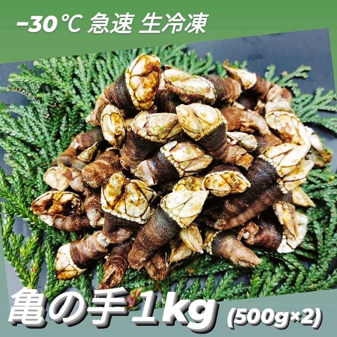 楽天市場 亀の手 珍味カメノテ 1kg 500g 2 混ざり 急速生冷凍 珍味 高級 希少 かめのて ペルセベ ペルセベス 日本海 浜坂産 兵庫県 鳥取県 鷹の爪 ゴジラ 酒の肴 アテ つまみ 甲殻類 クール便 お魚問屋 蟹ぷらす