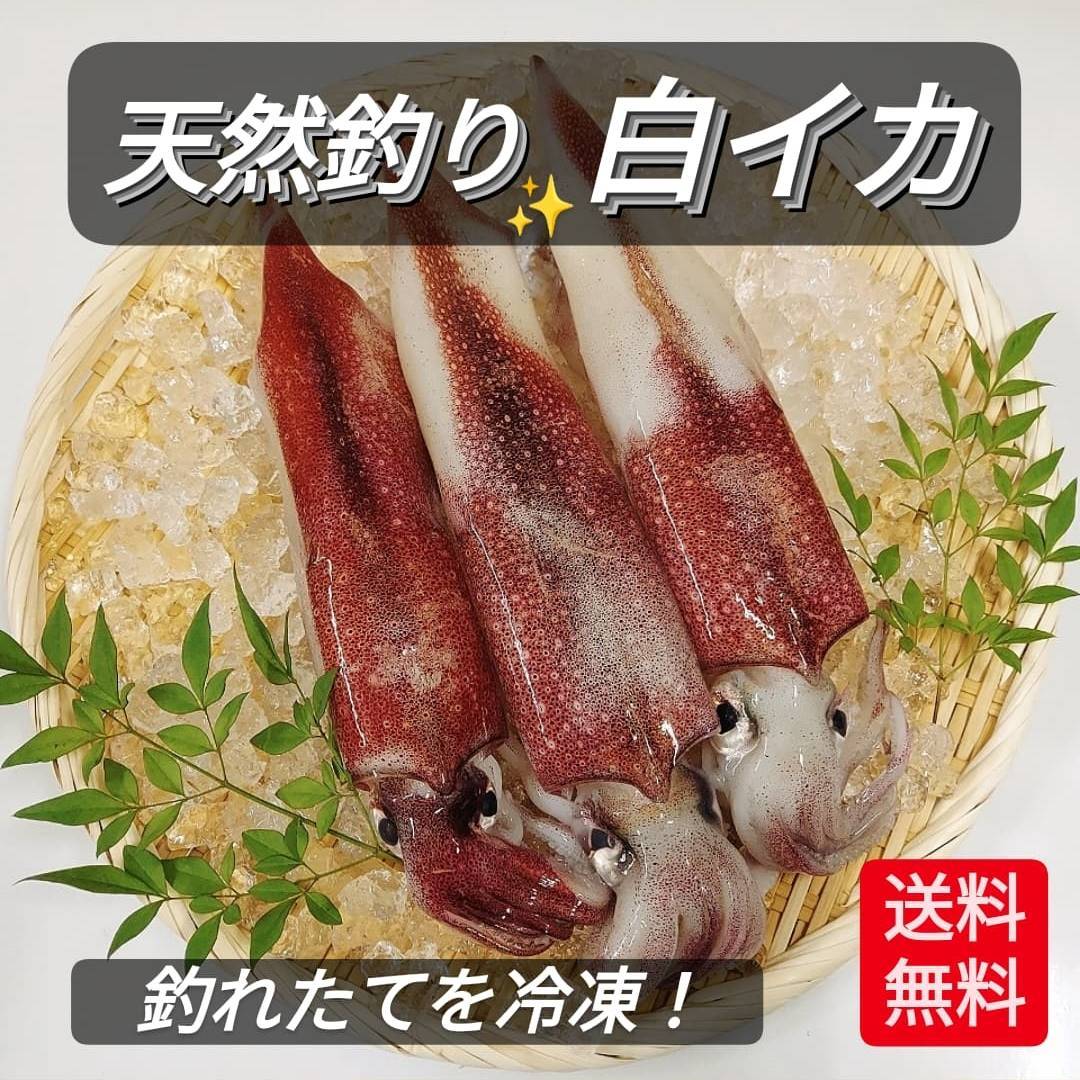 楽天市場 白いか 剣先イカ 大 1kg以上 釣りたて 生を丸ごと真空冷凍 3 5本 お造り用 送料込 しろいか 烏賊 白イカ 剣先 けんさき ケンサキ やりいか ヤリイカ 鳥取 旬 誕生日 プレゼント 贈答品 敬老の日 お祝い お中元 お歳暮 レビュー 投稿 キャンペーン 対象 干し