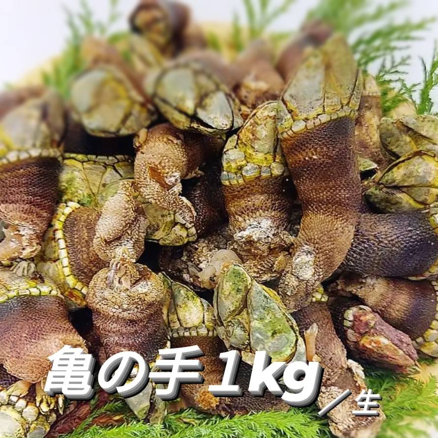 冷凍 亀の手 カメノテ カメの手 かめのて 1kg 500g×2 珍味 サイズ混ざり 冷凍カメノテ 急速冷凍 真空 高級 希少 ペルセベ ペルセベス 簡単レシピ付き 日本海 山陰浜坂産 兵庫県 鳥取県 鷹の爪 ゴジラ 酒の肴 アテ つまみ 珍しい 変わり種 甲殻類 2025新物 入荷画像