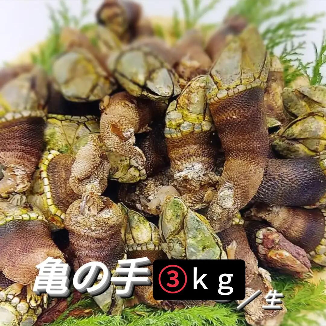 【予約】 2025 新物 亀の手 カメノテ カメの手 かめのて 生 3kg 珍味 採れたて 新鮮 高級 希少 ペルセベ ペルセベス フレッシュ 未冷凍 旨すぎる 美味しい サイズ混ざり 鷹の爪 ゴジラ 酒の肴 アテ 甲殻類 送料込み 業務用 大容量 お得用 大量 爆買い 【在庫数は受注可能数】画像