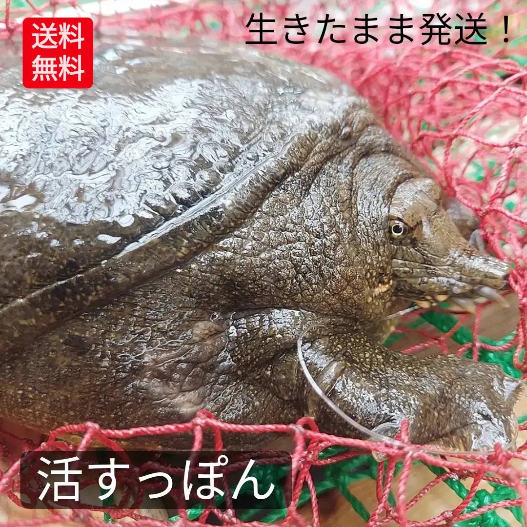 楽天市場】生 天然すっぽん 活すっぽん スッポン 鼈 活 1.5kg 以上 生体 亀 カメ 生きたまま発送 国産 天然 すっぽん 大サイズ 大型  最高級品 希少品 活け 未冷凍 4〜5人前 1匹丸ごと 新鮮 すっぽん料理 すっぽん鍋 コラーゲン ぷるぷる 滋養強壮 説明書付き : お魚問屋