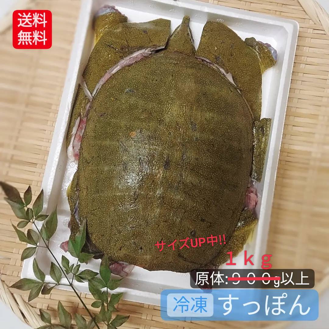 楽天市場】生 活すっぽん 天然すっぽん 活 スッポン すっぽん 鼈 500g 以上 生体 亀 カメ 生きたまま発送 国産 天然 養殖じゃない 最高級品  希少品 活け 未冷凍 2～3人前 1匹丸ごと 姿 すっぽん料理 すっぽん鍋 スタミナ コラーゲン 滋養強壮 美肌 健康 送料込 説明書付 :