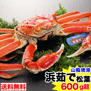期間限定!!クーポンで8,900円★【境港厳選大型サイズ】浜茹で松葉ガニ 1杯600g超(ブランドタグ付き) [松葉がに かに姿 お歳暮]