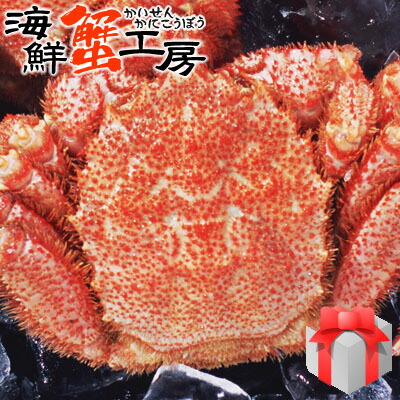 北海道産 ボイル 毛がに 440～500g前後 1尾 かに カニ 蟹 毛ガニ 毛蟹 蟹味噌 グルメ ギフト 御祝 御礼 内祝 誕生日祝 残暑見舞 お中元 父の日 母の日