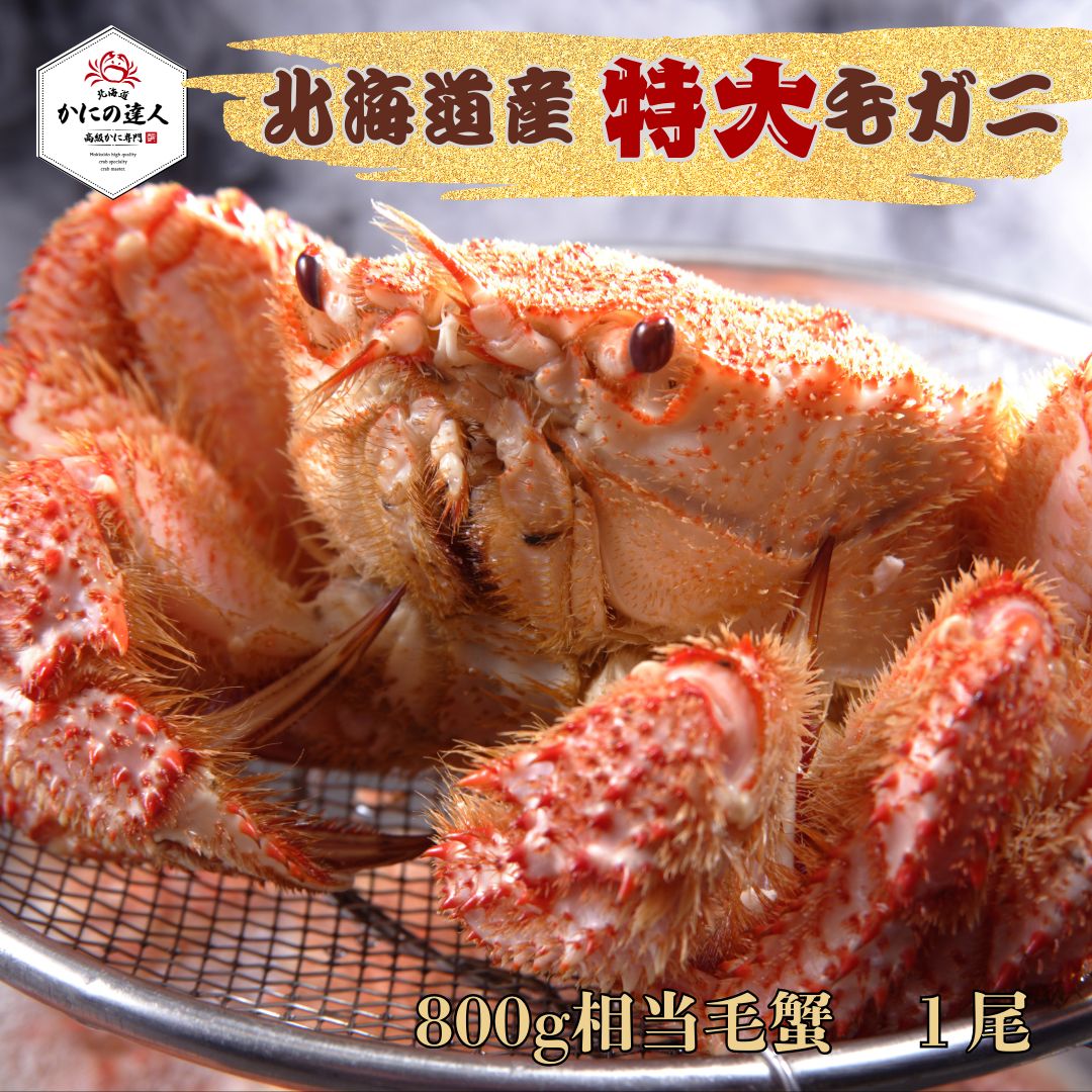 【春のお祝い】北海道産特大毛蟹 1尾　（800g相当）