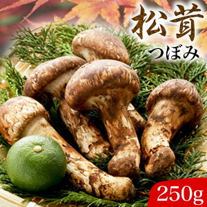 250g 天然松茸(つぼみ) 1袋 まつたけ マツタケ 松茸ご飯 炊き込みご飯 きのこ お吸い物 冷凍 お土産 お祝い プレゼント ギフト おすすめ 満足良品館 送料無料