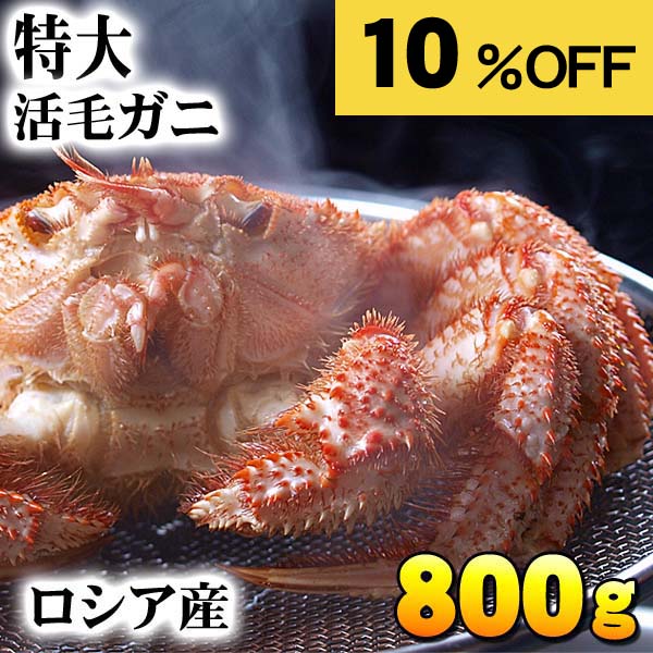 お買い物マラソン 特大サイズ 活毛蟹　800ｇ前後　ロシア産　毛ガニ刺身の美味しさを味わうなら、未冷凍（冷蔵） 活け活毛蟹 茹でたて 毛がに 醍醐味でもあるカニ味噌 活毛ガニ かにのお刺身 毛がに 通販 北海道 グルメ 食品 魚介類・シーフード カニ 毛がに活