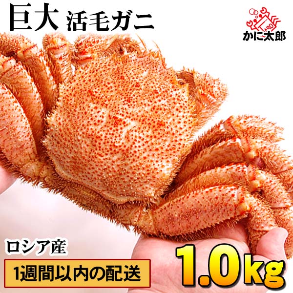巨大サイズ 活毛蟹　1.0ｋｇ前後　ロシア産　毛ガニの美味しさを味わうなら、未冷凍（冷蔵） 活け活蟹 茹でたて 毛がに 醍醐味でもあるカニ味噌 活毛ガニ お刺身 焼きガニ カニ 通販 北海道 グルメ 食品 魚介類・シーフード カニ 毛がに 活 9,101円