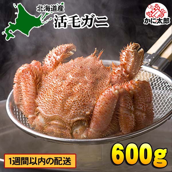 北海道産　活毛ガニ　600ｇ前後 大型　毛がにの美味しさを味わうなら、未冷凍（冷蔵） 活け活蟹 茹でたて 毛がに 醍醐味でもあるカニ味噌 活毛ガニならかにのお刺身、焼きガニが食べられます 毛蟹 かに 通販 カニ お取り寄せ