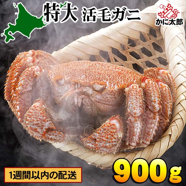 (特大サイズ) 北海道産　活毛蟹　900ｇ前後　毛ガニの美味しさを味わうなら、未冷凍（冷蔵） 活け活蟹 茹でたて 毛がに 醍醐味でもあるカニ味噌 活毛ガニならかにのお刺身、焼きガニが食べられます カニ 通販 北海道 カニ 毛がに 活け蟹