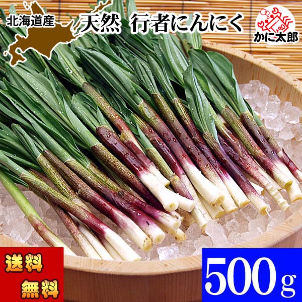 予約商品 (送料無料) 北海道春野菜 天然 行者にんにく　500g前後　旬の北海道産春野菜、行者ニンニクを産地直送。ギョウジャニンニクはアイヌネギ、ヒトビロ、キトビロとも呼ばれます。餃子の具や醤油漬けで保存も出来ます。北海道グルメ食品 野菜・きのこ 春野菜 山菜
