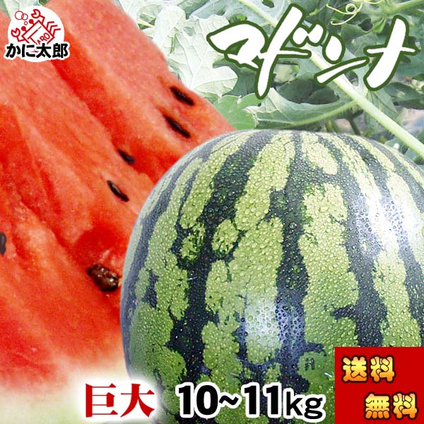 (送料無料) 巨大 マドンナスイカ 秀品 5L～6Lサイズ 10～11kg　富良野・浦臼産 でんすけすいかよりも糖度が高い糖度12度の西瓜 すいか 北海道 旬のフルーツグルメ食品 フルーツ・果物 スイカ 大玉スイカ (くだものギフト お中元)