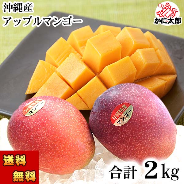 (送料無料) 沖縄産 アップル マンゴー　合計2kg(4～8玉入り) 南国沖縄のとれたてまんごー ミキサーで簡単に作れる マンゴージュース ヨーグルトマンゴーも美味しい グルメ食品 フルーツ・果物 マンゴー アップルマンゴー
