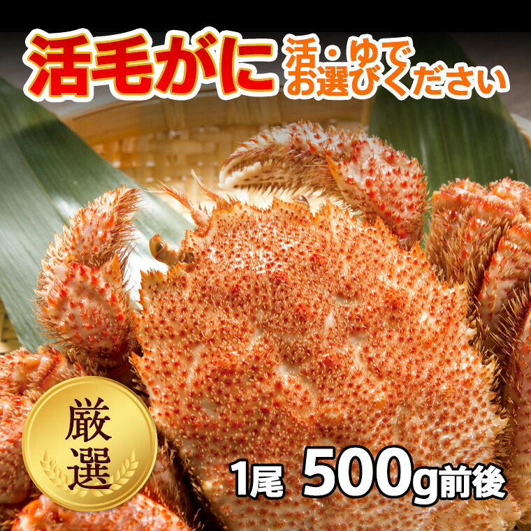 送料無料 1尾 (500g前後) 絶品 活毛ガニ 数量限定 未冷凍 お歳暮 ギフト 毛ガニ 北海道産 冷蔵 ボイル対応 毛蟹 毛がに 活かに 活蟹 刺身 内祝い お返し 母の日 父の日 沖縄のみ送料550円増