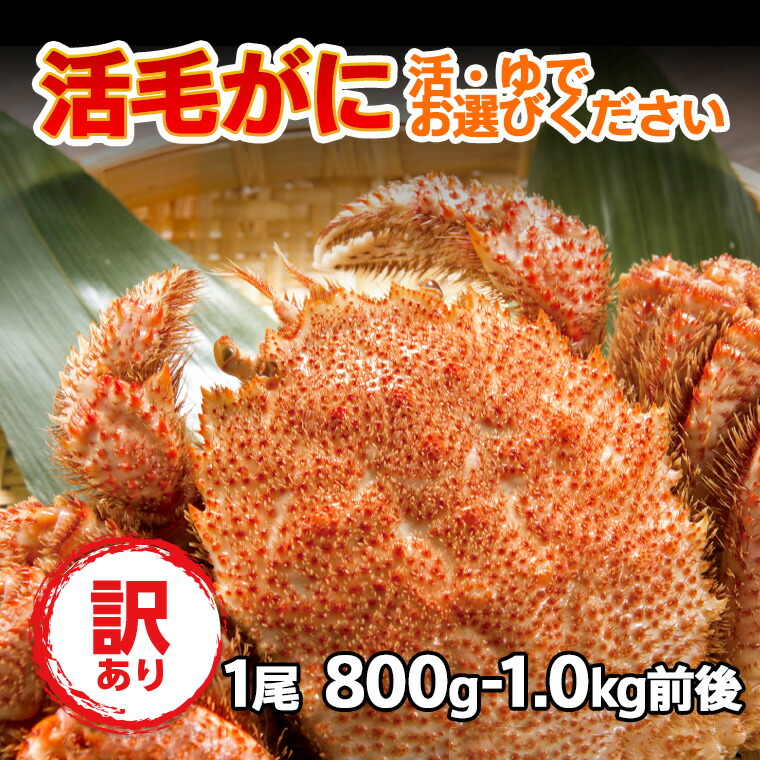 送料無料  稚内産 特別限定 カニ 訳あり 特大 毛ガニ 活毛ガニ 1尾 (800g-1kg前後) 北海道産 冷蔵 ボイル対応 毛蟹 毛がに 活かに 活蟹 刺身 未冷凍 沖縄のみ送料550円増 母の日 父の日